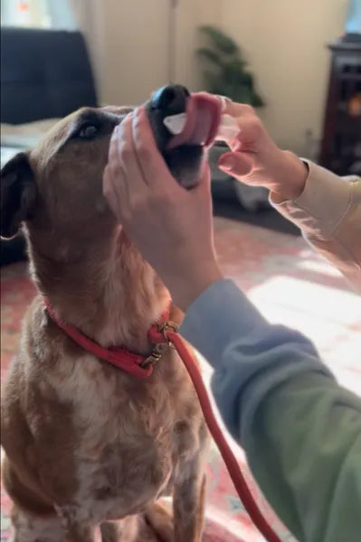 Pet Dental Wipes