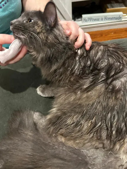 Pet Dental Wipes